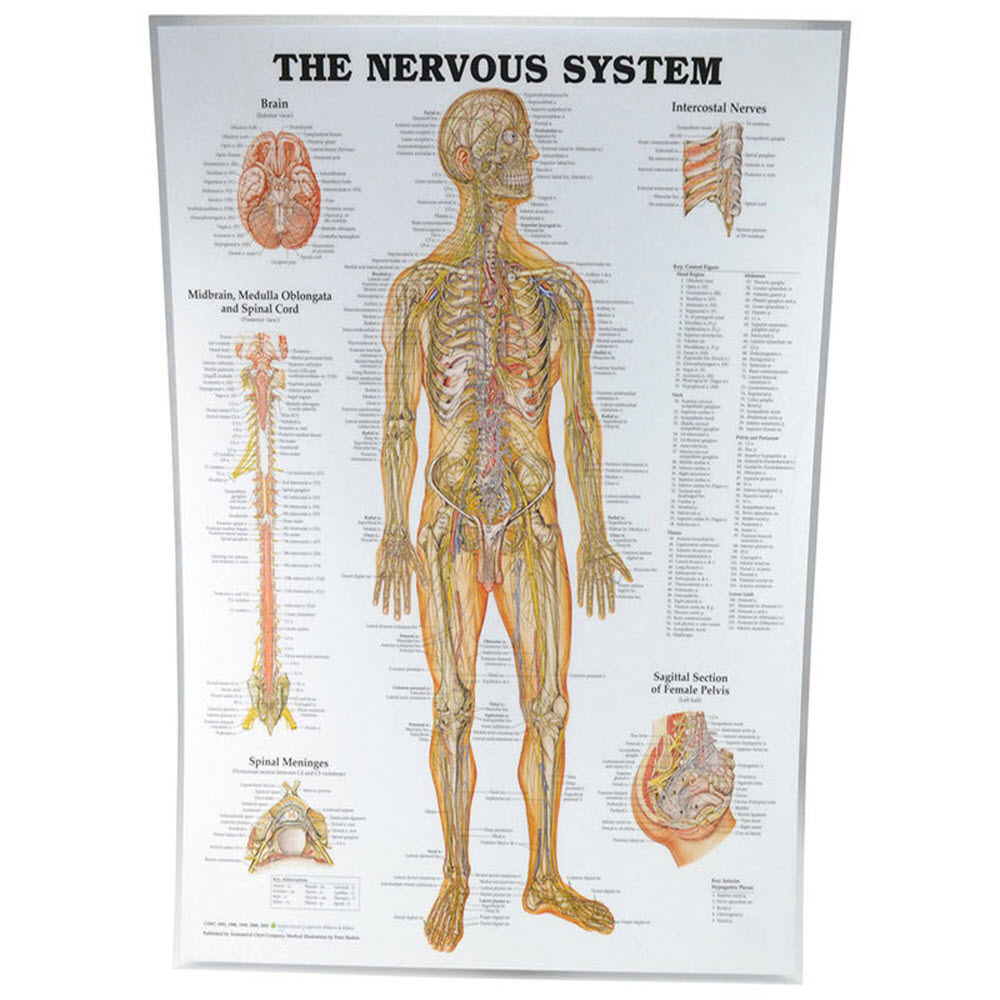 Nervous System Poster - Alpha First Aid